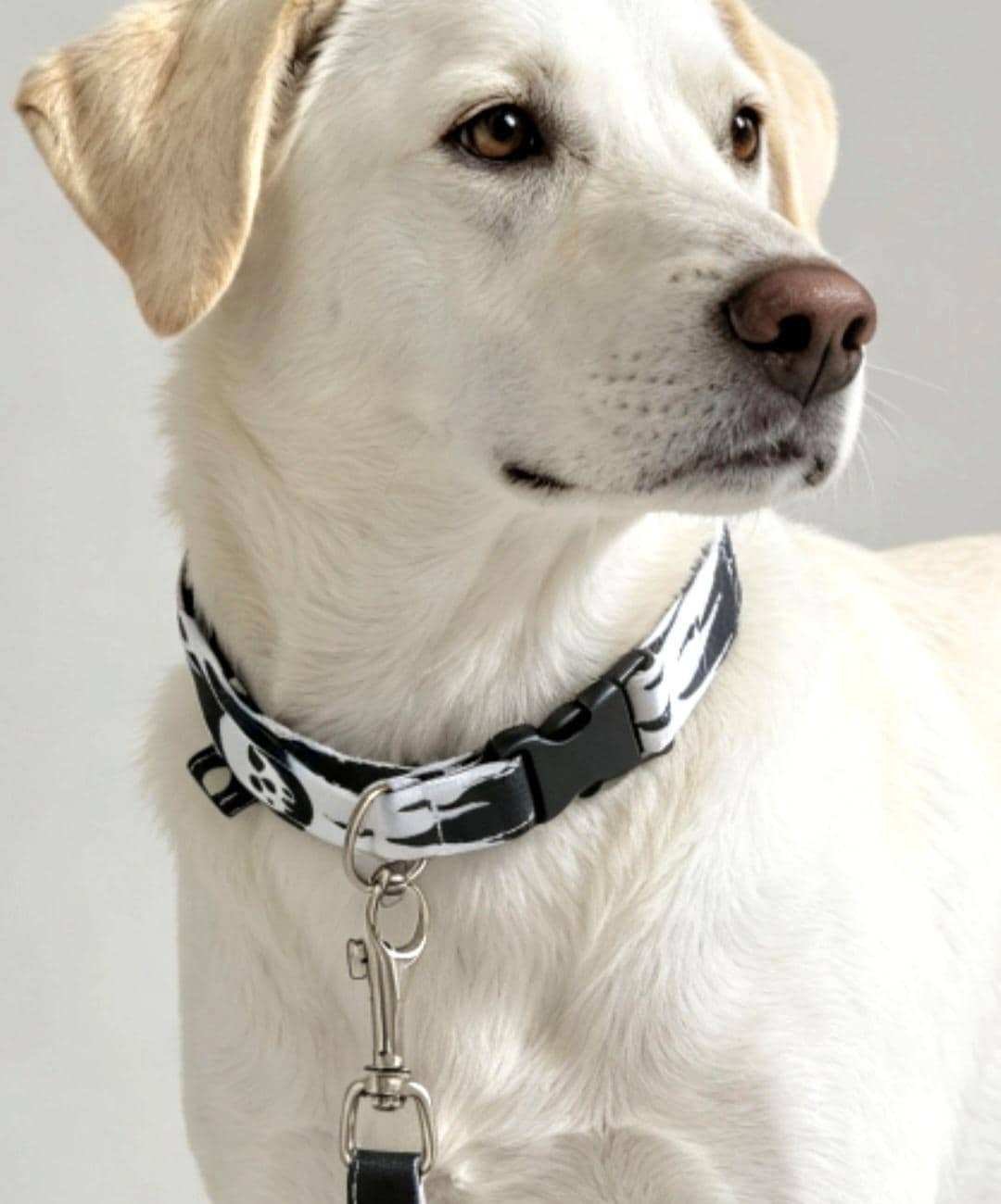 Black White Skulls & Stars Dog Collar And Lead Set - Medium - Matching Leash Set