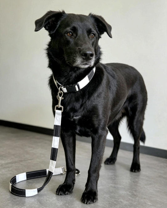 Black White Stripey Dog Collar & Lead Set - Medium - Matching Leash Set - Oh My Gothness