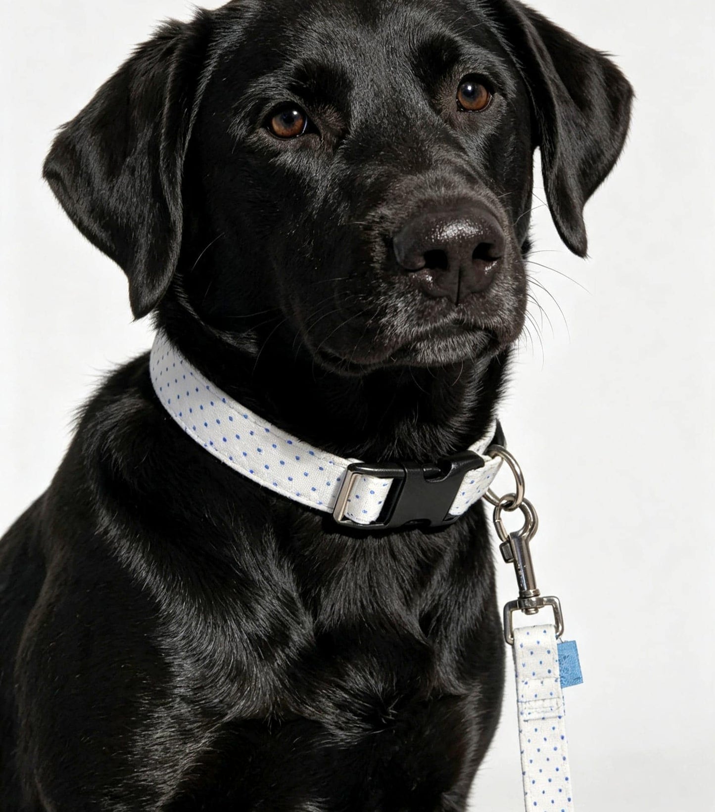 Blue White Polka Dot Dog Collar And Lead Set - Medium -  Matching Leash Set