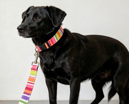 Rainbow Pride Dog Collar And Lead Set - Medium -  Matching Leash Set