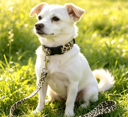 Leopard Print Dog Collar And Lead Set - SMALL -  Matching Leash Set