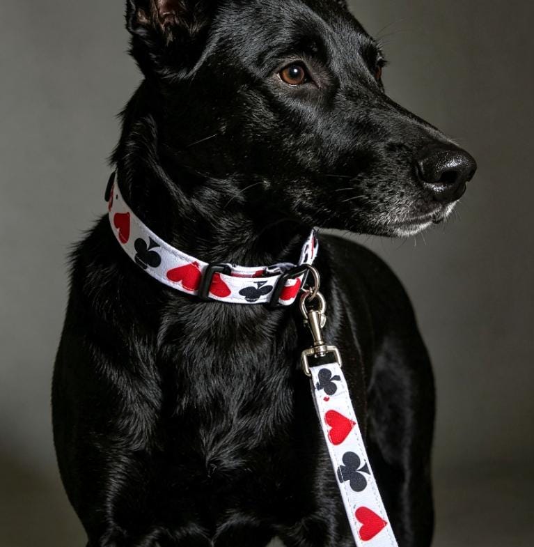 Hearts Diamonds Cubs Cards Dog Collar And Lead Set - Medium -  Matching Leash Set