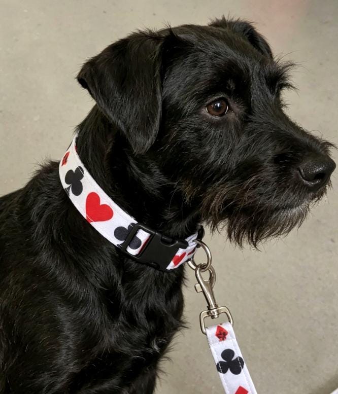 Hearts Diamonds Cubs Cards Dog Collar And Lead Set - Medium -  Matching Leash Set